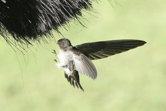 Cara Mengusir Burung Sriti